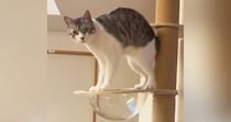 キャットタワーの透明ボウルにタオルを敷き忘れてしまい…猫が見せた『可愛らしい行動』が40万再生「押すな押すな状態ｗ」「たまらない」