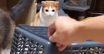 猫の前に買い物かごを用意→少し持ち上げたまま待っていると…『可愛すぎる光景』が31万再生「警戒心ゼロｗ」「ちょろいｗ」と笑う人が続出