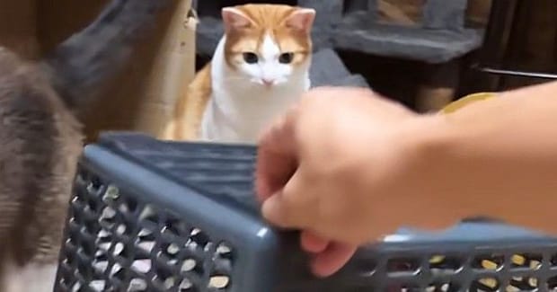 猫の前に買い物かごを用意→少し持ち上げたまま待っていると…『可愛すぎる光景』が31万再生「警戒心ゼロw」「ちょろいw」と笑う人が続出