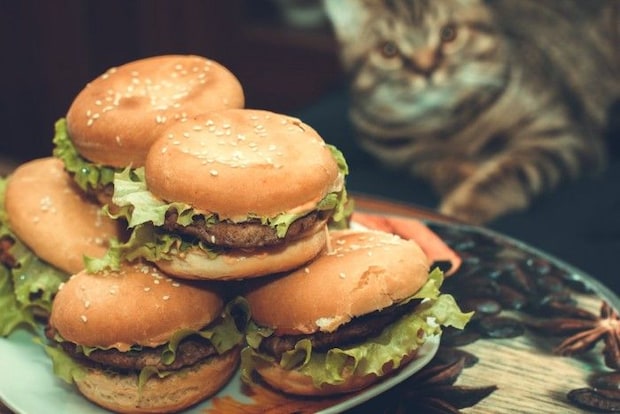 ハンバーガーを見る猫