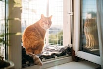 猫の寿命を縮ませる『間違った飼い方』5選　悪影響を及ぼす理由から改善すべきことまで