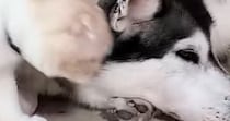 大好きなハスキー犬のもとへ向かった猫…とんでもなく尊い『まさかの行動』が78万再生「キュンキュンする」「ずっと見ていたい」