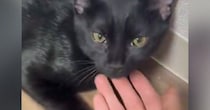 甘えん坊の黒猫→帰宅した飼い主に撫でられると…キュンとくる光景に１万いいね「完全に目がうっとりしてる」「大好きなのが伝わる」