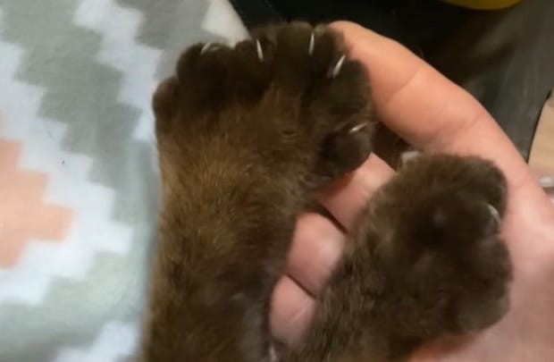 指の数が多い猫の前足