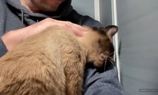 抱っこされてスリスリするシャム猫