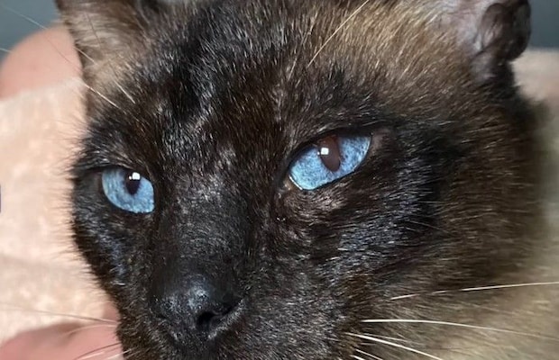 シャム猫の顔アップ