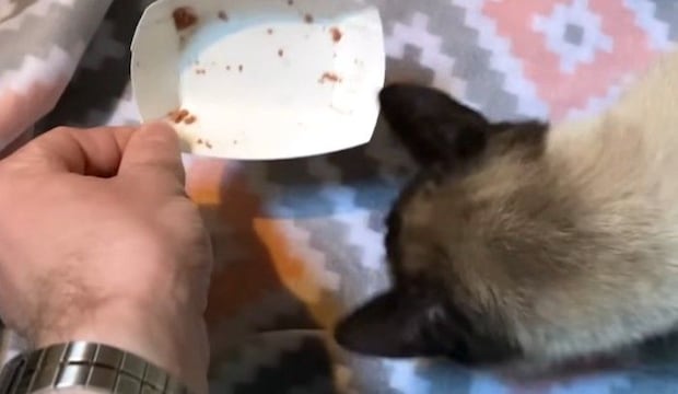 空になった餌入れとシャム猫
