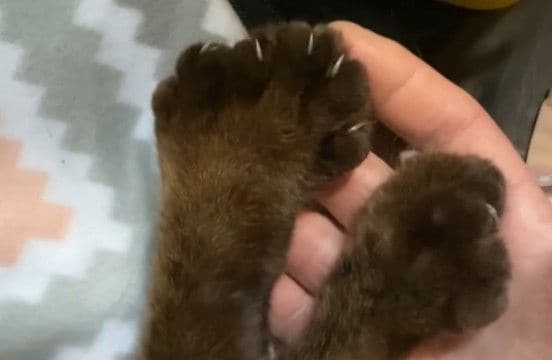 捨てられたシャム猫の可愛いお手手の秘密とは？“ヘミングウェイ・キャット”の愛らしい個性とその後