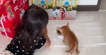 『死にそうだったから』とパパが連れ帰った子猫→子供たちと少しずつ距離を縮めていって…尊い光景が139万再生「優しくて素敵」「可愛すぎ」