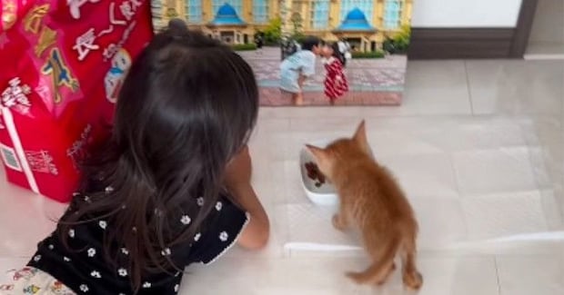 『死にそうだったから』とパパが連れ帰った子猫→子供たちと少しずつ距離を縮めていって…尊い光景が139万再生「優しくて素敵」「可愛すぎ」