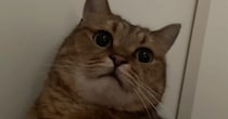 仕事の日の朝、『猫が起こしに来てくれた』と思ったら…なかなか家を出られない様子に「連れていくしかないｗ」「阻止の仕方がかわいいｗ」の声