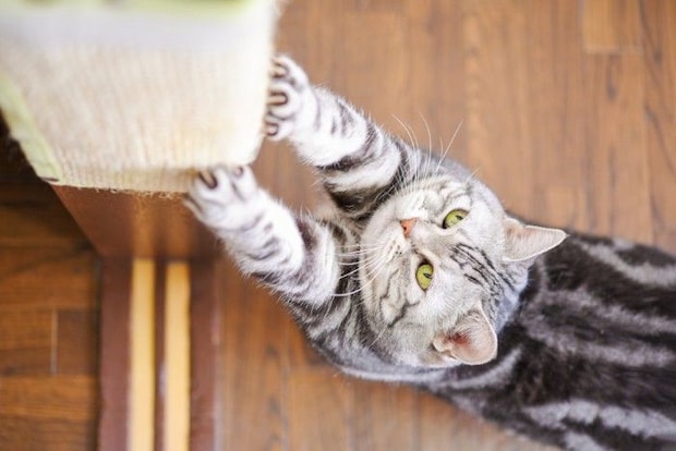 爪とぎをする猫