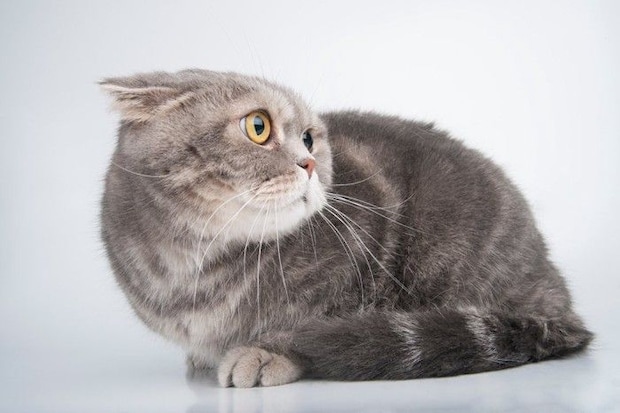 耳を伏せている猫