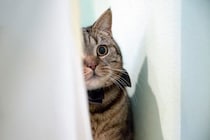 猫の心を傷付ける『飼い主の暴言・態度』4選　強いストレスを与える危険性や起こりうるトラブルまで