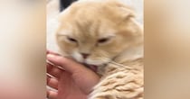 飼い主の手にじゃれていた猫、自分から指をパクリ→爪が当たって…思った以上に『被害者ヅラする光景』が765万再生「想像の倍ｗ」「顔ｗｗ」