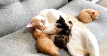 先住猫と一緒に寝ていた保護子猫たち→1匹が『しっぽ』のほうへ移動すると…まさかの光景が13万再生「ほっこりした」「完全に親子ｗ」