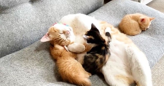 先住猫と一緒に寝ていた保護子猫たち→1匹が『しっぽ』のほうへ移動すると…まさかの光景が13万再生「ほっこりした」「完全に親子w」