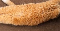 母に『海老天みたい』と言われた猫→AIで加工してみたら…爆笑の『仕上がり』が26万再生「美味しそうｗ」「めっちゃそっくりｗ」