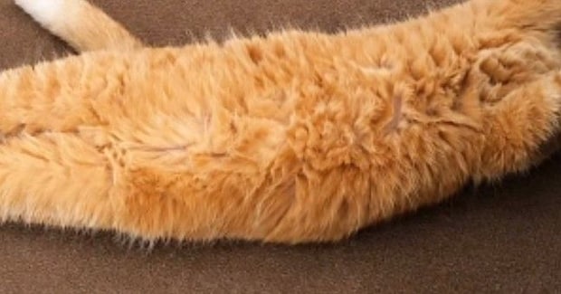 母に『海老天みたい』と言われた猫→AIで加工してみたら…爆笑の『仕上がり』が26万再生「美味しそうw」「めっちゃそっくりw」