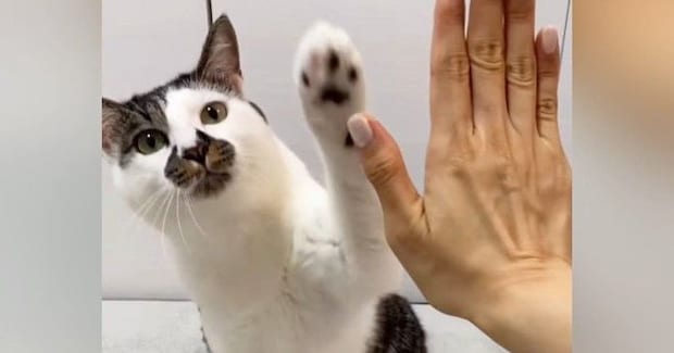 飼い主の前に座った猫→合図を出されると…驚きの『芸をたくさん披露する光景』が21万再生「天才すぎてかわいい」「スカウトされそうw」