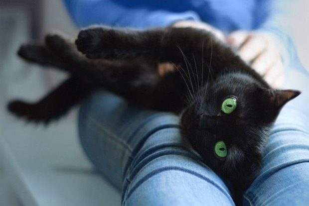 甘える黒猫 