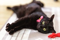 黒い毛並みが美しい『黒猫』の魅力4選　性格の傾向やさまざまな知識をご紹介