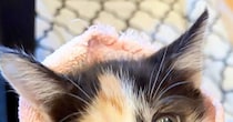 ピンクのタオルにくるまれた子猫→顔を見ると…爪切り直後の『尊すぎる表情』に癒される人が続出「可愛すぎ」「頑張ったね」と１万いいね