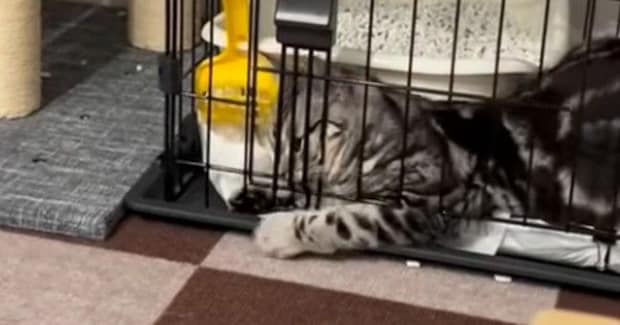 ケージの扉は閉まっているのに、なぜか外にいる子猫…カメラに映っていた『驚愕の脱出方法』に「賢すぎる」「一瞬で出ていて天才」と45万再生