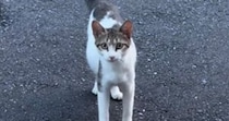 小さくて痩せている野良猫との出会い→『お腹だけが大きい』ことに気付いて…涙あふれるエピソードが47万再生「とても素敵」「感動で泣いた」