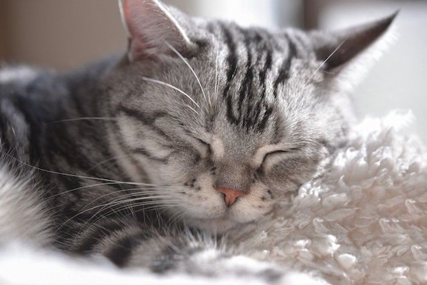 幸せそうに眠る猫