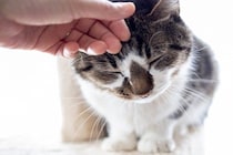 猫を不快な気持ちにさせる『NGな愛情表現』5選　愛しているのに嫌われる？やってはいけない理由も解説