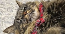 お風呂から上がって『服』を着ようとしたら…可愛すぎる『まさかの光景』に１万いいね「永遠に乾かないでほしい！」「ハンコみたい」と話題