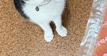 スティックタイプの明太子を手に持っていると、猫が…可愛すぎる『表情』に４万いいね「形状は似てるけどｗ」「おめめがキラキラしてる」