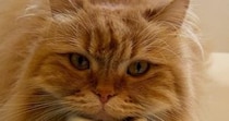 暑い夏、お風呂場をのぞくと『猫』が…あまりにも可愛すぎる『脱力しきった様子』に２万いいね「落ち着くんだね」「モノレールっぽいｗ」