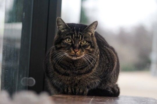 抜群の魅力で利用客のマスコットになった茶トラたち! 台湾で人々に愛される「バスターミナル猫」と「鉄道駅猫」
