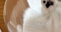 『反則すぎる』キャットタワーの透明ボウルに乗っていた猫→下から覗くと…「かわいいいｗ」「生きててよかった」尊い光景に１万いいね