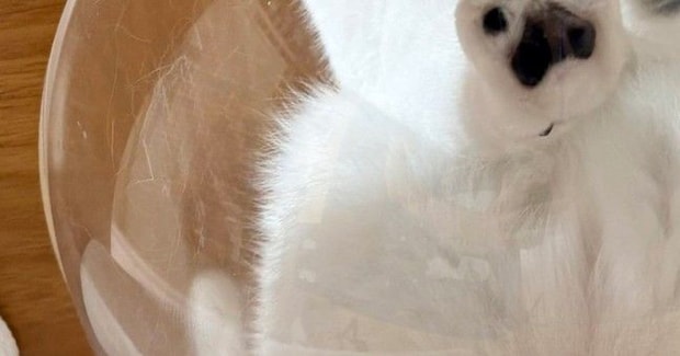 『反則すぎる』キャットタワーの透明ボウルに乗っていた猫→下から覗くと…「かわいいいw」「生きててよかった」尊い光景に1万いいね