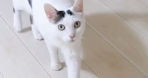 散歩から帰ると、猫がやってきて…あまりにも可愛い『熱烈なお出迎え』が13万再生「おかえりって聞こえるｗ」「最高に癒やされた」