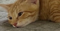 うつ伏せで寝ていた猫→なんとも『独特なフォルム』で…思わず笑ってしまう光景に「バッタすぎるｗｗ」「めっちゃかわいいｗ」と反響