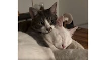 『可愛すぎるバックハグ』ソファでまどろむ兄猫の背中に、妹猫がぴったり「これは…付き合ってますね！」の声も