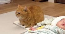 雷が鳴り始めると1階に降りてきた猫→向かった先には、赤ちゃんがいて…尊すぎる光景が16万再生「お兄ちゃんしてるね」「本当に素晴らしい」