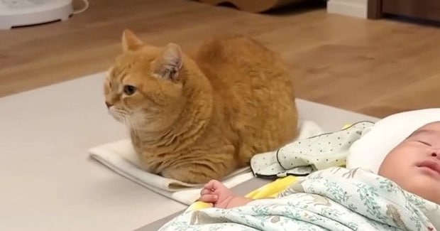 雷が鳴り始めると1階に降りてきた猫→向かった先には、赤ちゃんがいて…尊すぎる光景が16万再生「お兄ちゃんしてるね」「本当に素晴らしい」