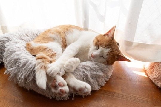 猫の生き方から学ぶ『人生の教訓』5選　見習いたい考え方や心が軽くなるヒント