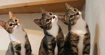 横一列に並んでいた3匹の猫→目の前を何かが横切ると…『可愛すぎる光景』に4万9000いいね「みんな少しずつ違うね」「300点」