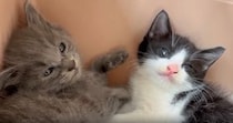 家に来て『1日目の子猫たち』→飼い主が少し近づいてみると…まさかの可愛すぎる行動に「とりあえずやっとく感」「めっちゃシンクロ」と反響