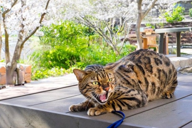 機嫌の悪い猫