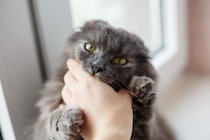 猫が『ゴキゲンななめ』なときの対処法6つ　どう接したらいいの？やってはいけないNG行為も