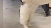 ハンモックの上に挟まっているおもちゃを『取ろうとした猫』…可愛すぎる『動き』が51万再生「しっぽ踏むのかわいいｗ」「酔っ払いすぎｗ」