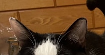 健康診断のため、猫に『明日までごはん抜き』と説明した結果…まさかの表情に10万いいね「絶対ご理解いただけてない顔」「わかりやすい」