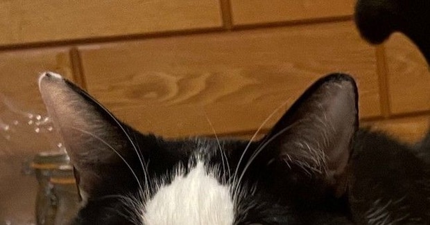 健康診断のため、猫に『明日までごはん抜き』と説明した結果…まさかの表情に10万いいね「絶対ご理解いただけてない顔」「わかりやすい」